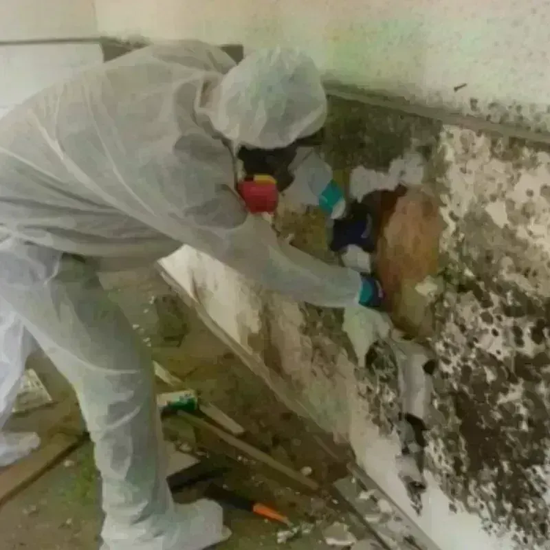 Mold Remediation and Removal in Huntsville, AR